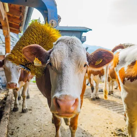Seppenbauer - Seppenbauerhof Daire