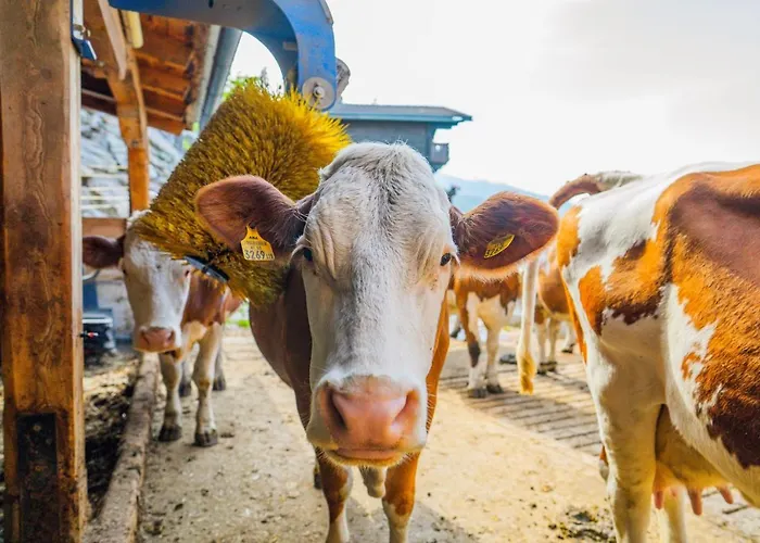 Seppenbauer - Seppenbauerhof דירה